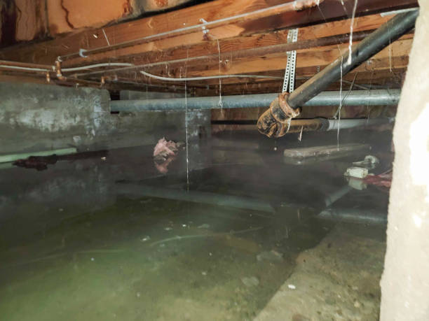 Best Mold removal after water damage  in Bridgeport, NE